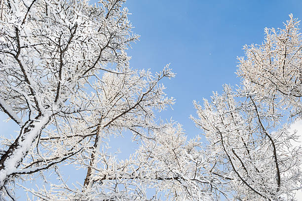 Winter landscape with snow covered trees Winter landscape with snow covered trees. Winter background south ural stock pictures, royalty-free photos & images