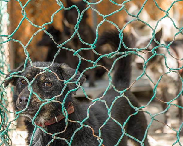 istock Stray dogs behind fenced enclosure 523136847