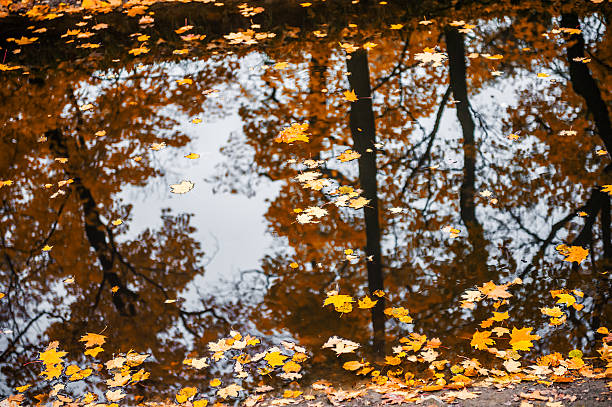 istock Autumn leaves on water 523137369