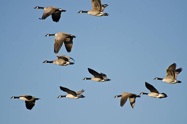 istock Large Flock of Geese Flying in Blue Sky 523138567