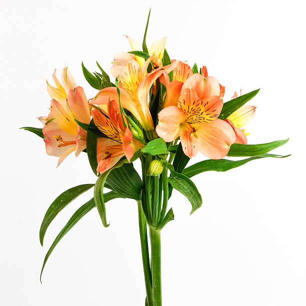 istock Pink day-lily flower bouquet, isolated on white background. 523138595
