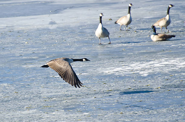 istock Canada Goose Taking Off From Frozen Lake 523145231