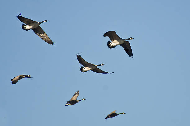 istock Flock of Canada Geese Flying in a Blue Sky 523145237