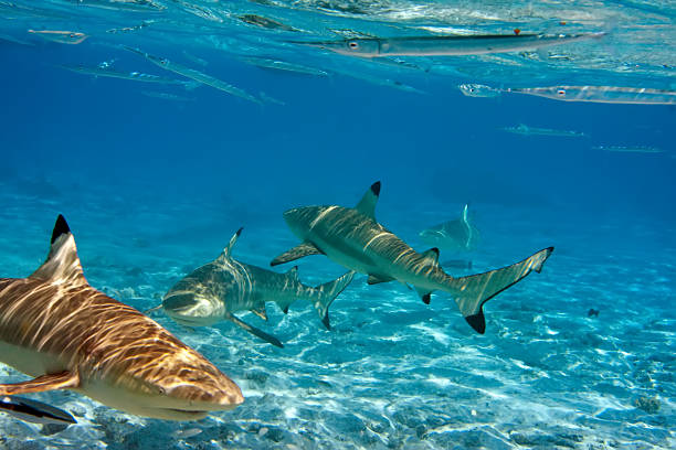 istock Shark over a coral reef at ocean 523145509