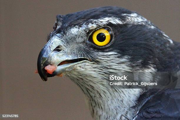 Northern Goshawk Stock Photo - Download Image Now - Accipitridae, Animal, Animal Wildlife