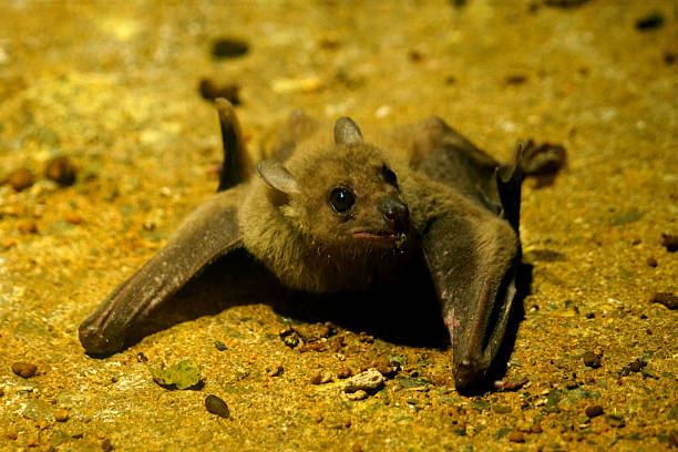 Egyptian Fruit Bat Names: Egyptian fruit bat, Egyptian rousette  rousettus aegyptiacus stock pictures, royalty-free photos & images