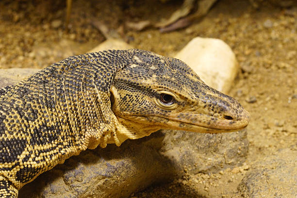 istock Water monitor 523145905
