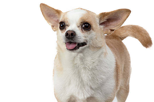 istock Image of standing chihuahua 523145963