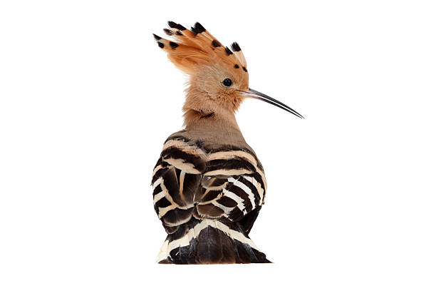Eurasian Hoopoe (Upupa epops) Isolated on white