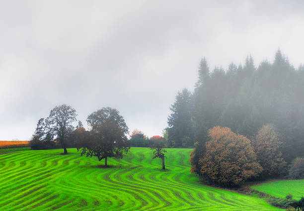 istock Fog and misty rain enhanced hillside agriculture landscape and trees 523146021