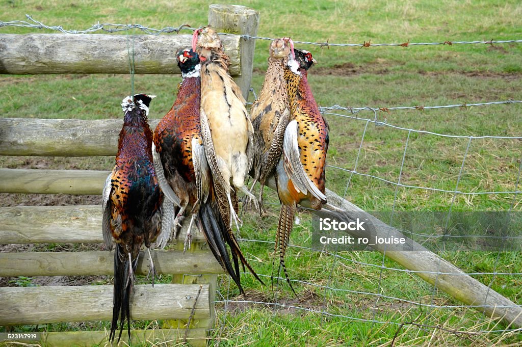 Pheasant Shoot Pheasants hung on the fence Bird Stock Photo