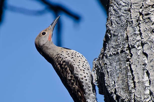 istock Northern Flicker Clinging To Side of Tree 523148075
