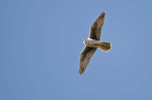 istock Prairie Falcon Flying in a Blue Sky 523148307