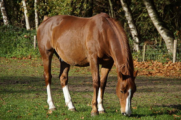istock Beautiful brown horse grazing 523148495