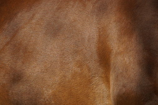Brown horse pelt texture - skin, fur and leather backgrounds