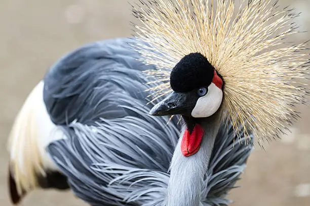 Photo of Grey crowned crane