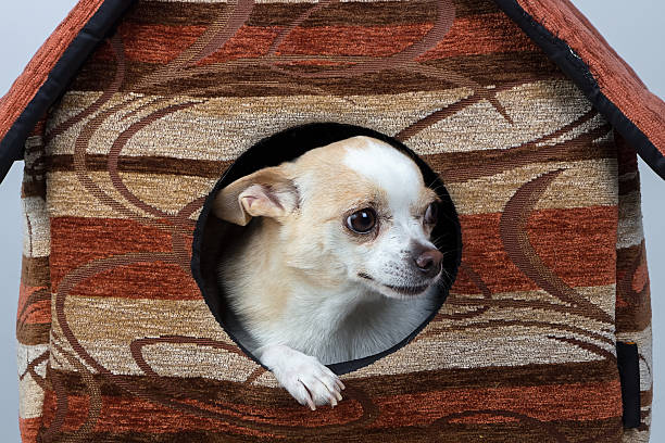 istock Image of puppy in the kennel 523148929