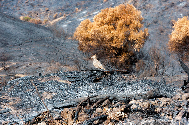 istock Contemplating the burned-out home. 523149589