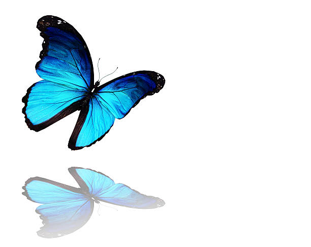 istock Morpho blue butterfly flying, isolated on white background 523149945