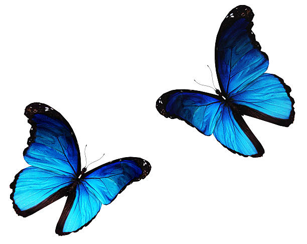 istock Two morpho blue butterflies flying, isolated on white background 523150129