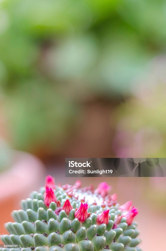 Cactus with red flowers Cactus in full growth, red flowers. Botany Stock Photo