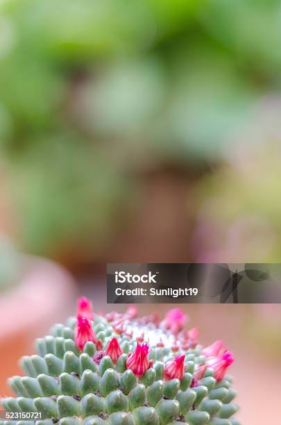 Cactus With Red Flowers Stock Photo - Download Image Now - Botany, Cactus, Colors