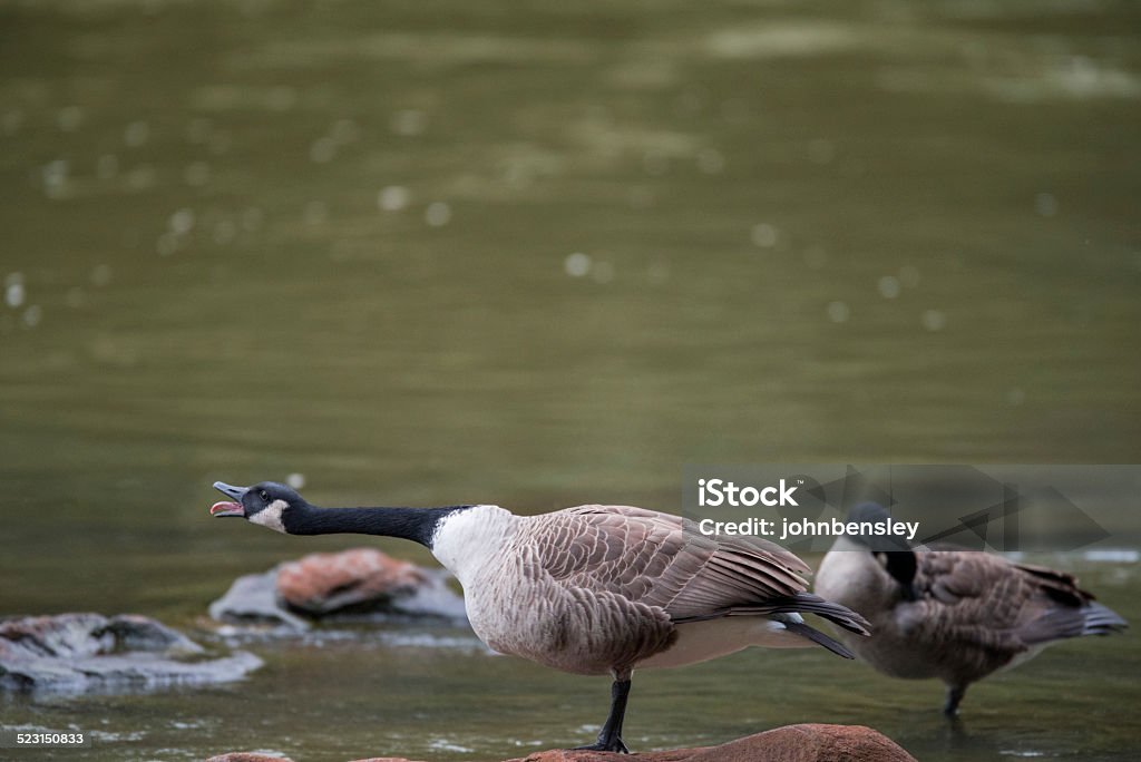 Screaming Goose Goose stretching neck to scream or honk with tongue sticking out. Bird Stock Photo