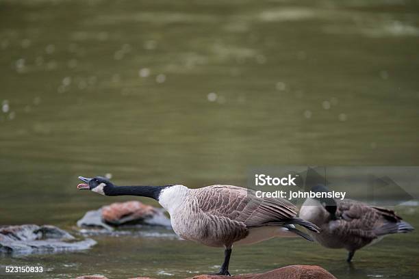 Screaming Goose Stock Photo - Download Image Now - Bird, Dam, Goose - Bird
