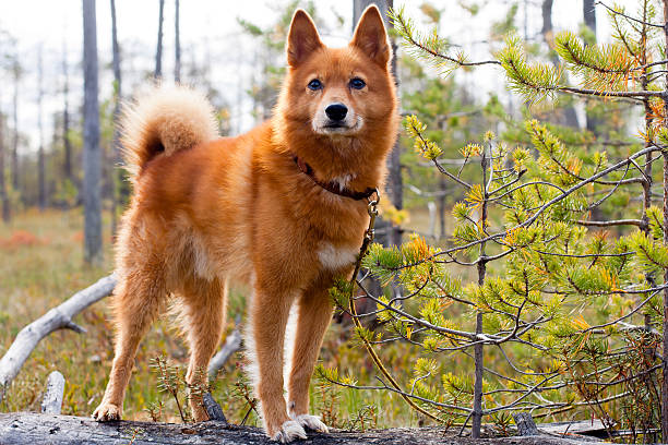 hunting dog on the swamp hunting dog on the fallen tree finnish spitz stock pictures, royalty-free photos & images