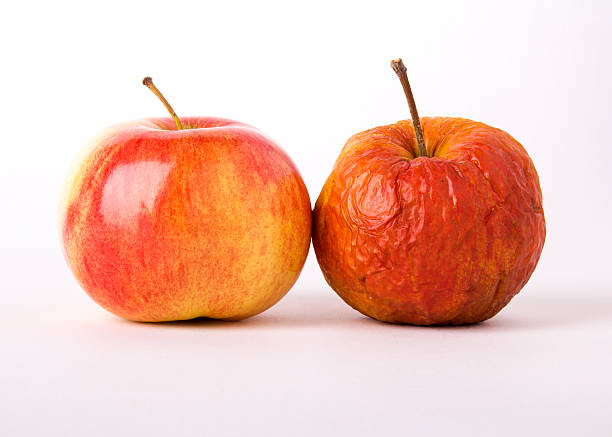 young and old apples apples, young and old as a metaphor for aging on white background rotting apple fruit wrinkled stock pictures, royalty-free photos & images