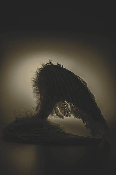 istock angel's wings on white background with glow 523152439