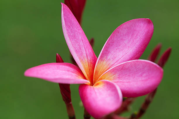 Plumeria Flowers Stock Photo - Download Image Now - Asia, Bali