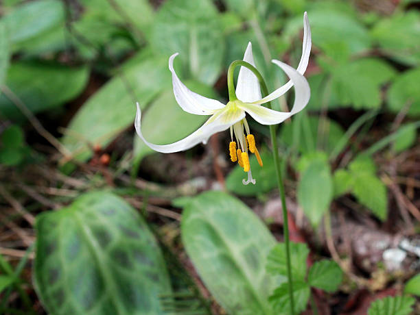 istock White Fawn Lily - Erythronium oregonum 523154302