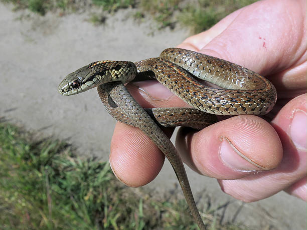 istock Northwestern Garter Snake - Thamnophis ordinoides 523154312