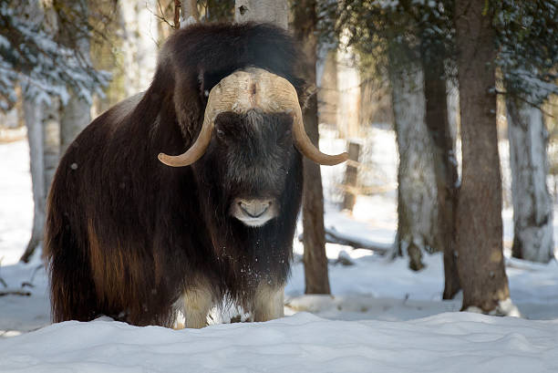 istock Alaska Musk Oxen 523154336