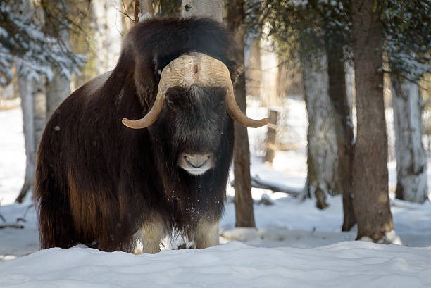 Alaska Musk Oxen stock photo