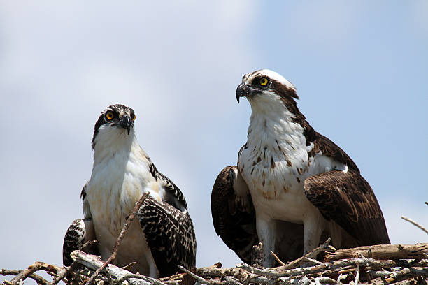 istock Osprey Family in Nest 523154458