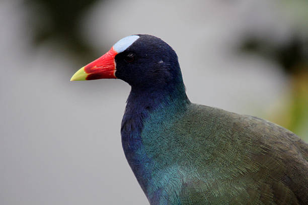 istock Purple Gallinule 523154460