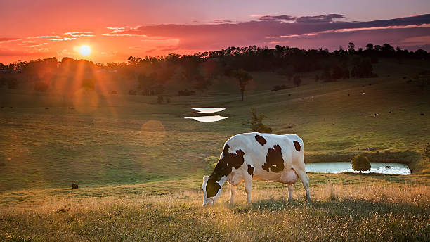 Dairy Cow Grazing at Sunset.