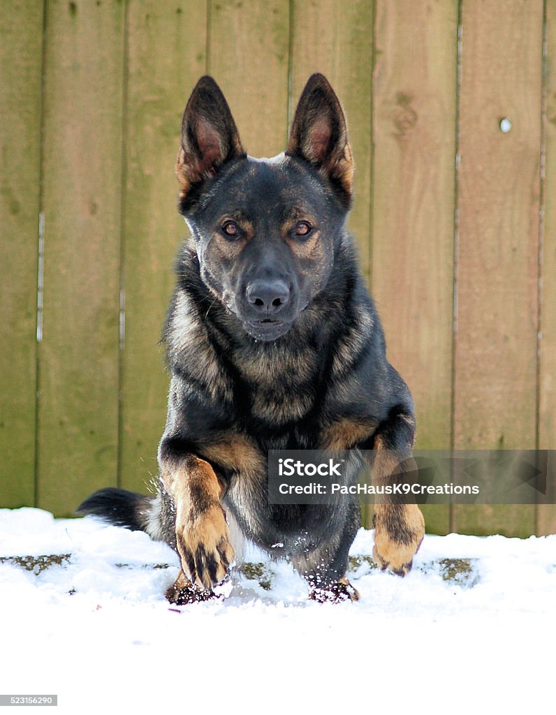 Take off German Shepherd take off  German Shepherd Stock Photo