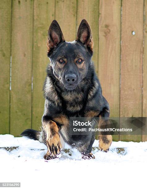 Take Off Stock Photo - Download Image Now - German Shepherd, No People, Photography