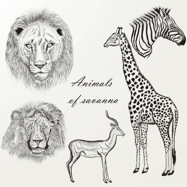istock Vector set of hand drawn detailed African animals 523156544