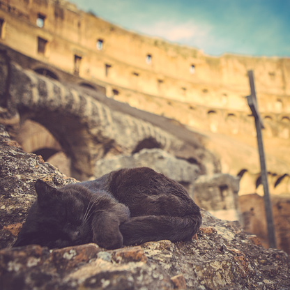 cat sleeping at wall of Colosseum Rome