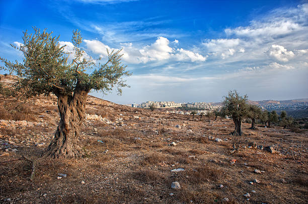 olivier, bois d'olivier, israël, de palestine, d'un magnifique paysage - jerusalem hills photos et images de collection
