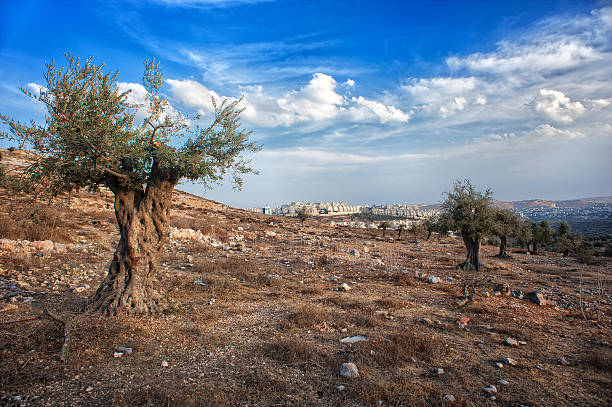 オリーブの木やオリーブの木、イズラエル、パレスチナ、美しい景色 - historical palestine ストックフォトと画像