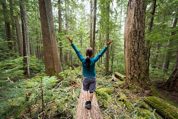 istock Hiker rejoicing in a temperate rainforest 523158360