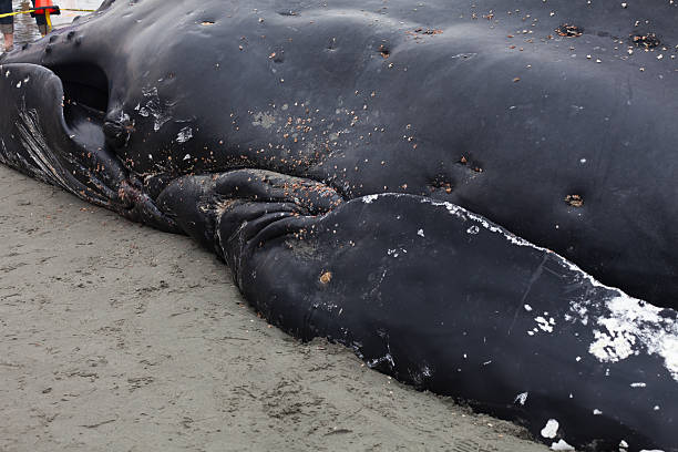 istock Juvenile Humpback whale washes ashore and died 523158670