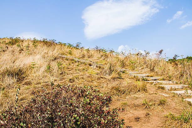 istock path in forest, chiangmai Thailand 523159150