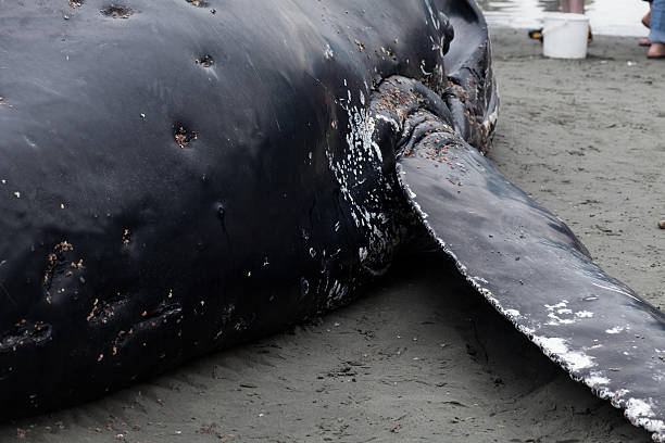 istock Juvenile Humpback whale washes ashore and died 523159262
