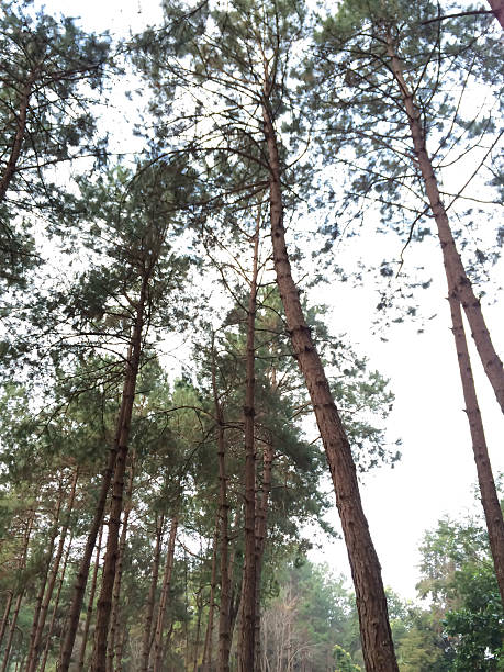 floresta de pinho - pine tree loblolly pine loblolly forest imagens e fotografias de stock